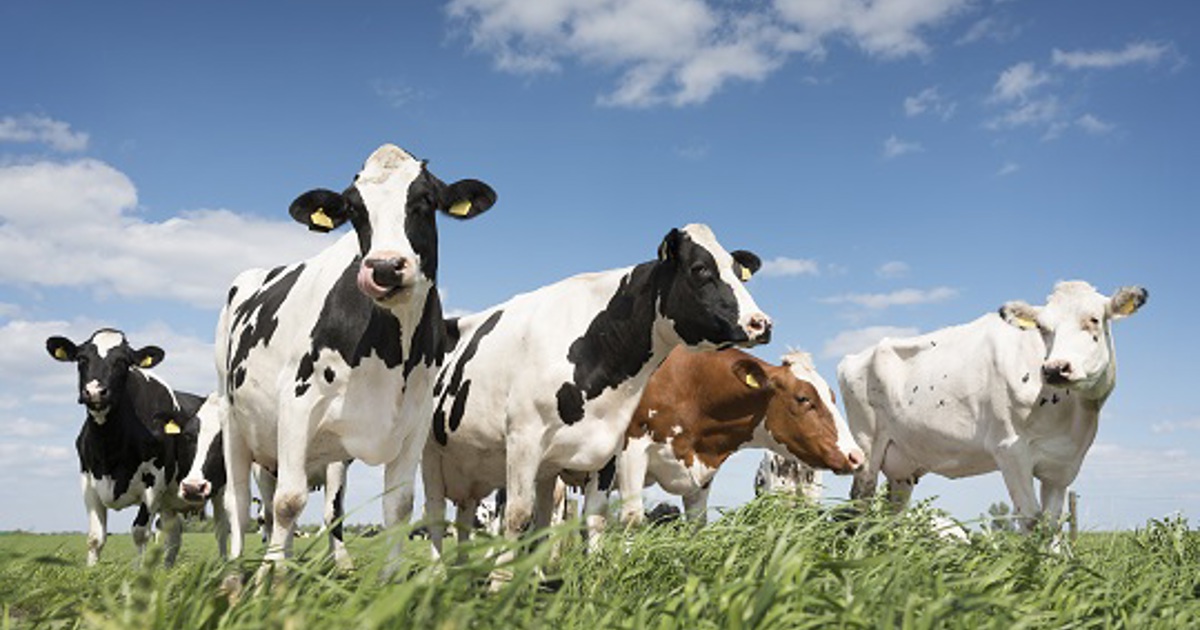 South Africa Begins Nationwide Foot-and-Mouth Vaccination to Protect Livestock Sector and Stabilize Meat Prices