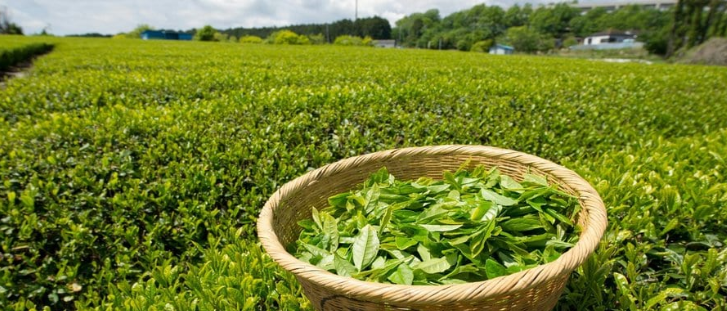 Kenya tea exports hit by Iran conflict as stocks pile up