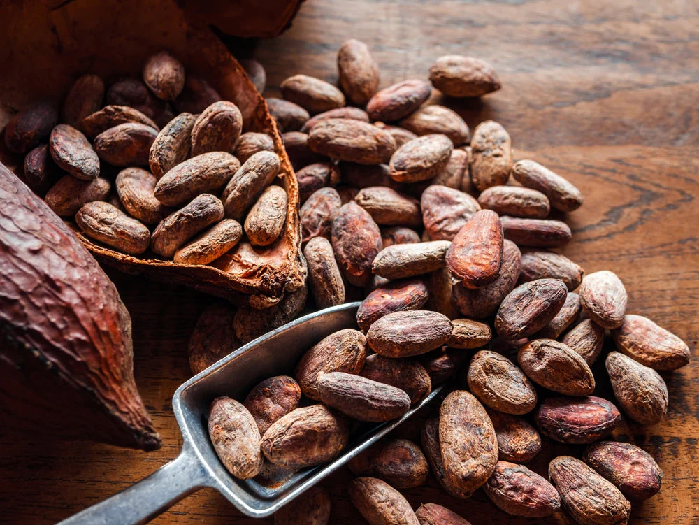 Ivory Coast cocoa output seen rising