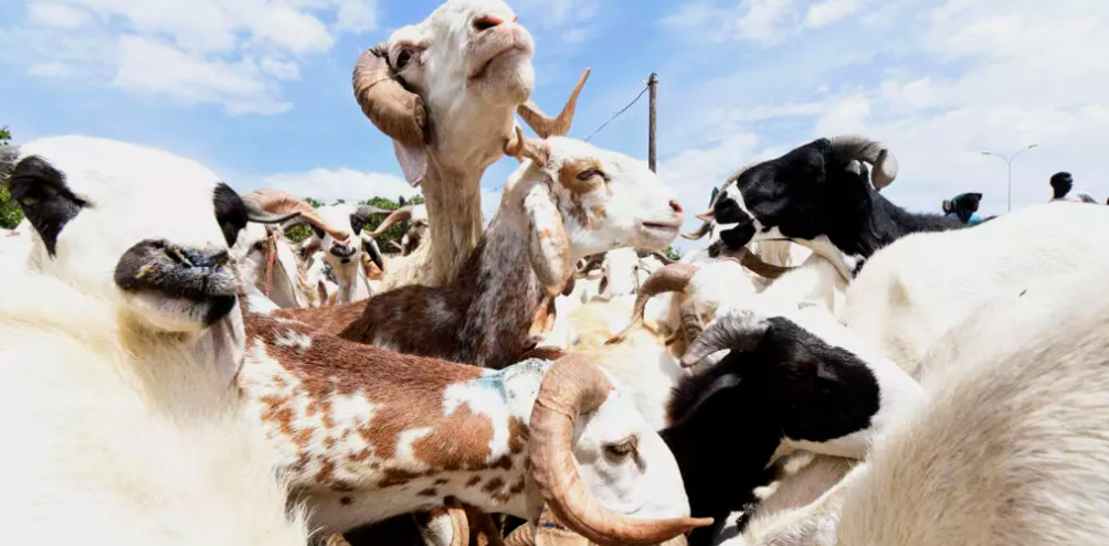 Les prix des moutons flambent au Sénégal avant la Tabaski