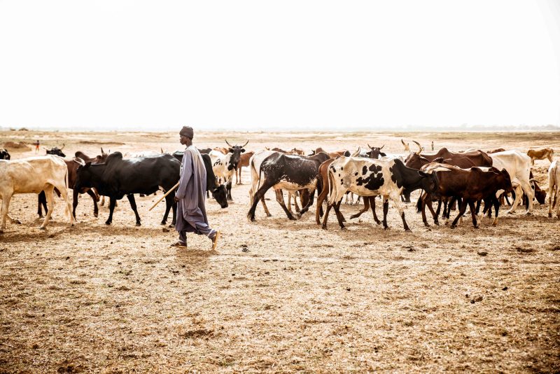 Burkina livestock ban divides traders and consumers