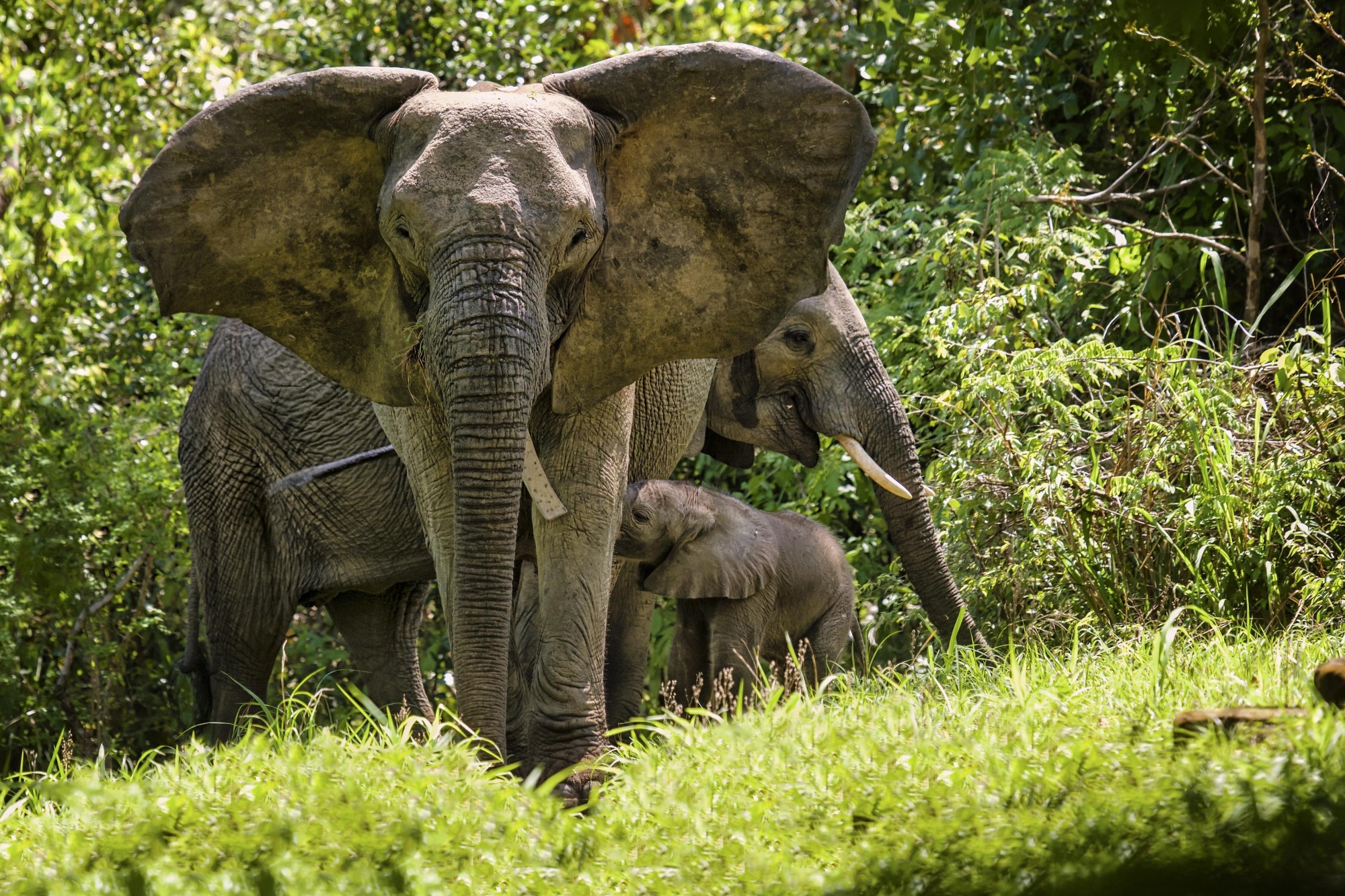Le réseau de conservation de 166 millions de dollars d'Afrique s'étend avec le soutien des milliardaires