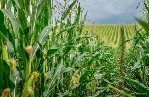 L'Afrique du Sud reprend les exportations de maïs avant la récolte record