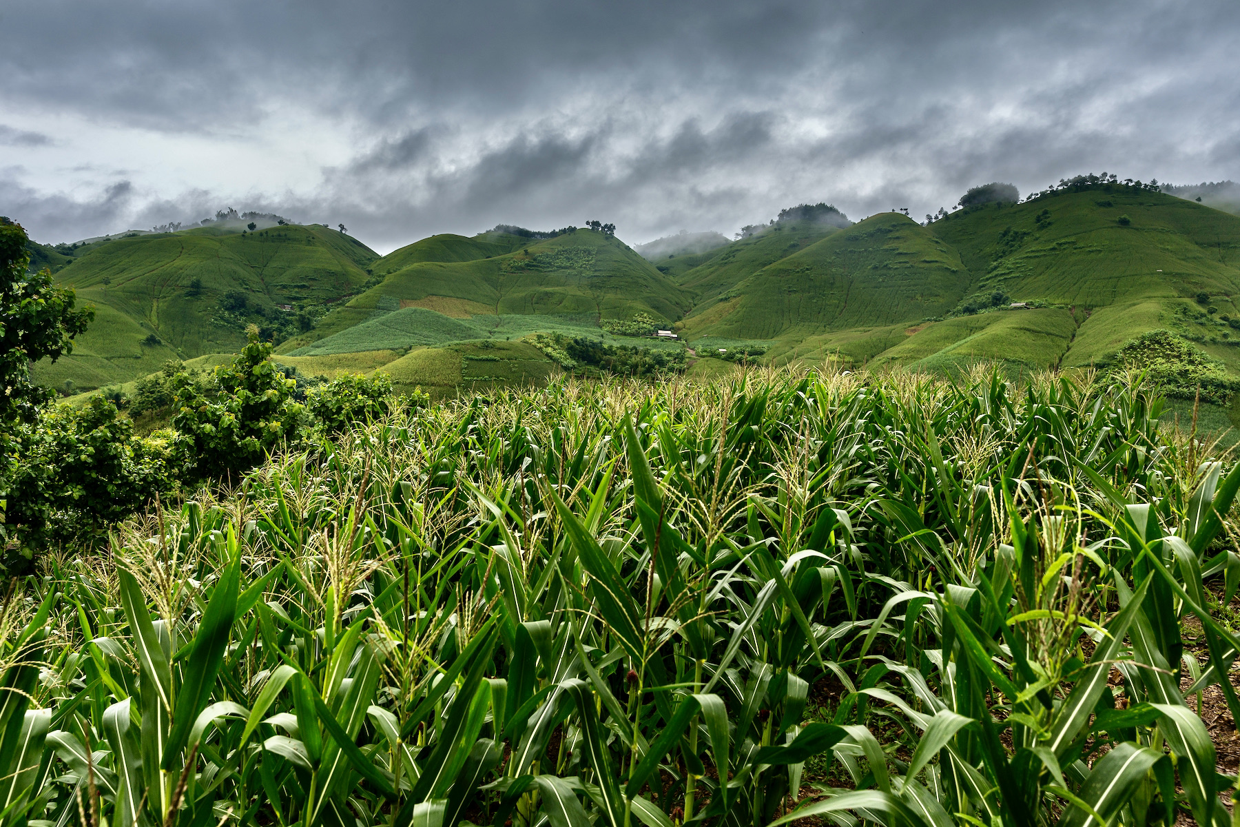 South Africa resumes maize exports ahead of record harvest