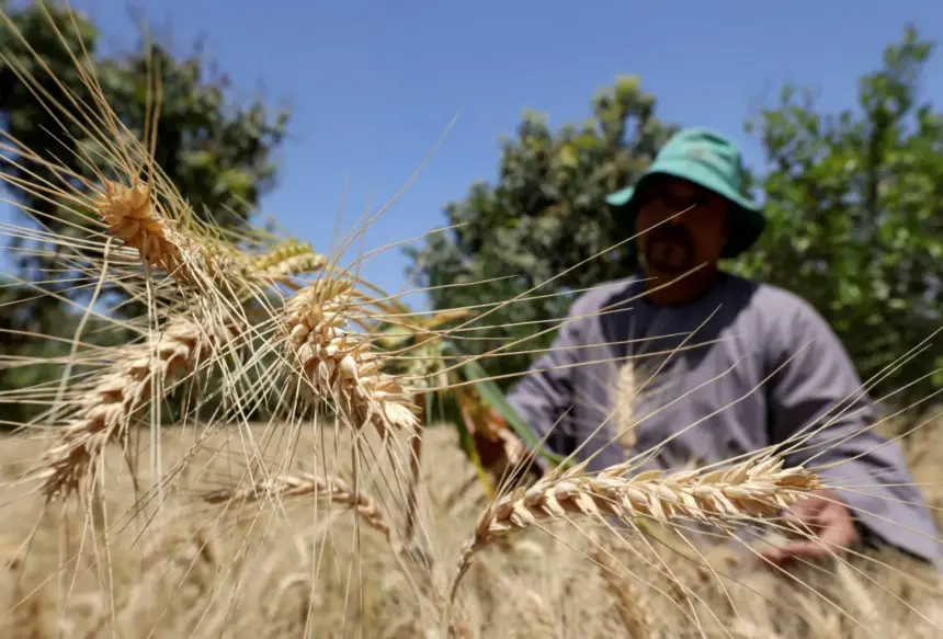 Egypt Buys Record Amount of Wheat from Farmers After Reforms