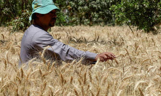 Egypt Buys Record Amount of Wheat from Farmers After Reforms