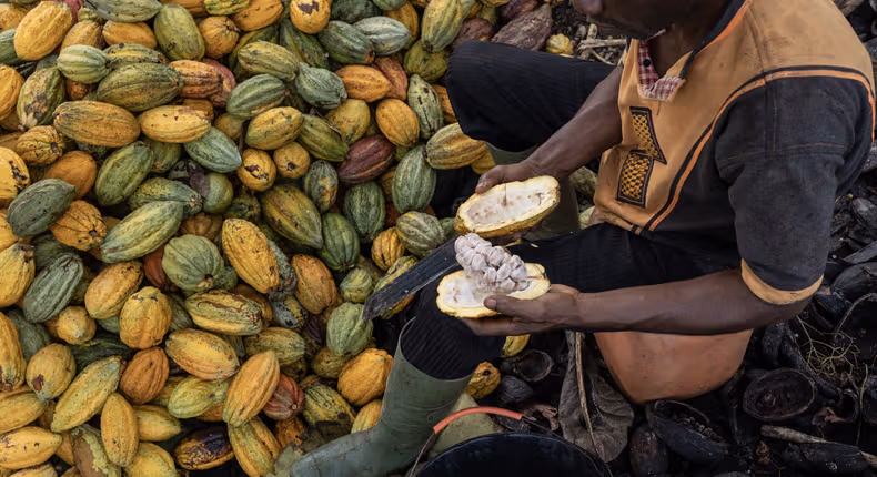 Ghana and Côte d'Ivoire Unite Cocoa Pricing to Curb Smuggling and Strengthen Global Power