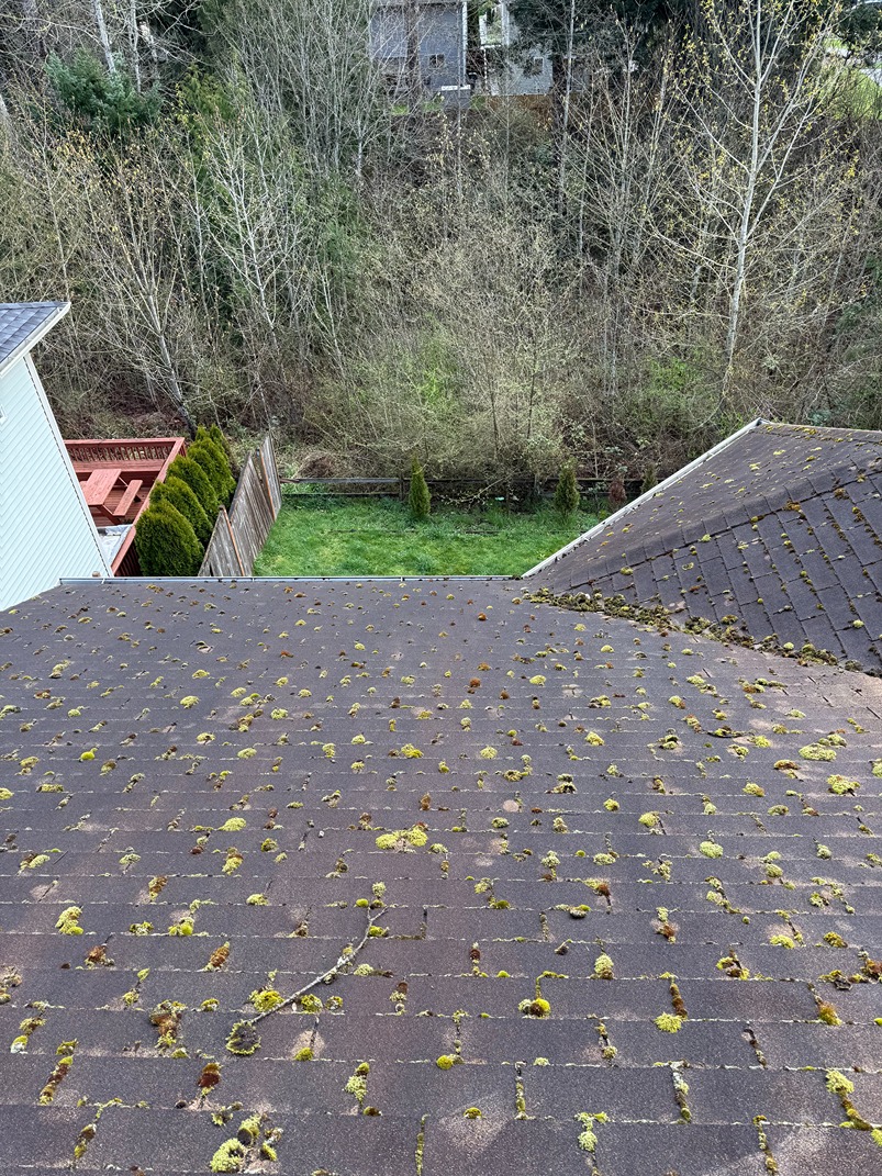 Roof Cleaning