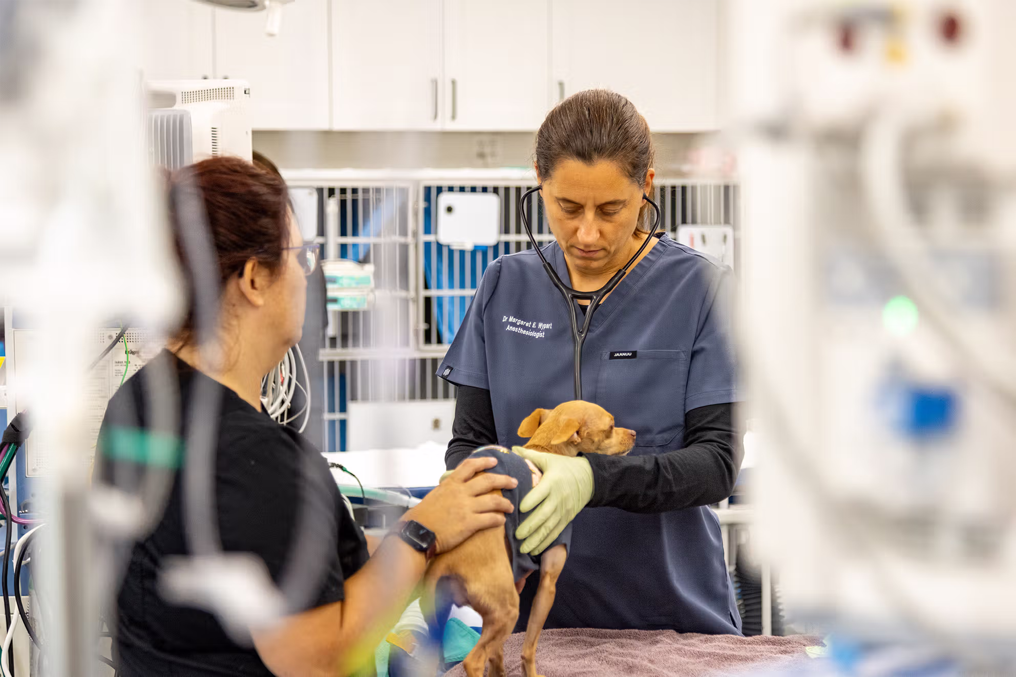 Dr. Margaret Wypart, DVM, DACVAA, anesthesiologist at SurgiPet examining her patient, small dog.