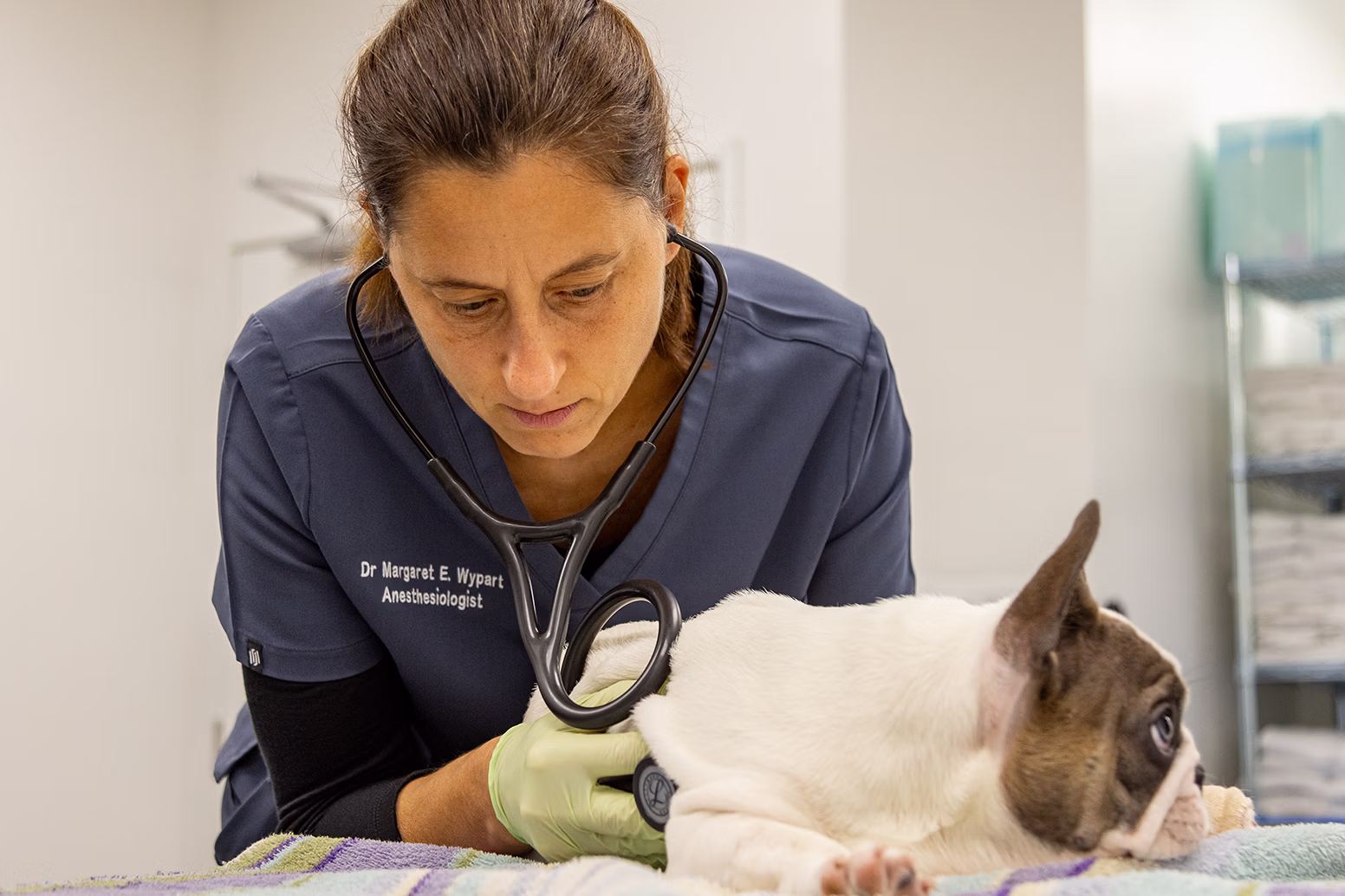 Dr. Margaret Wypart, DVM, DACVAA, anesthesiologist at SurgiPet examining her patient, French Bulldog puppy