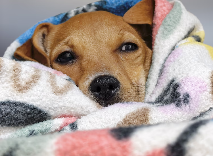 Cute puppy resting comfortably after surgery at SurgiPet