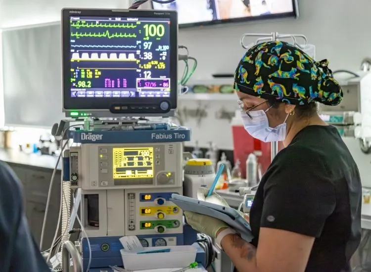 Patient being monitored using top-of-the-art anesthesia equipment during routine surgery at SurgiPet
