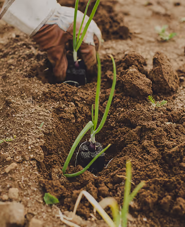 Cobbler; stick to your last