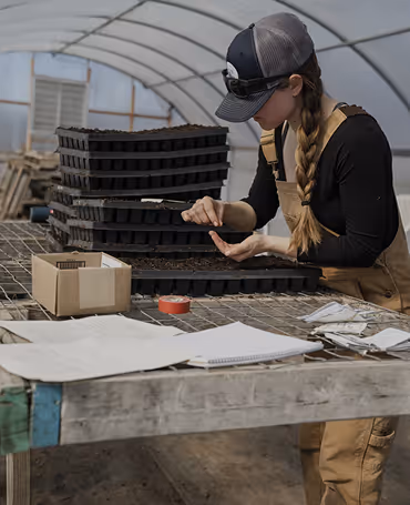 If you say courgette, you say Berdea