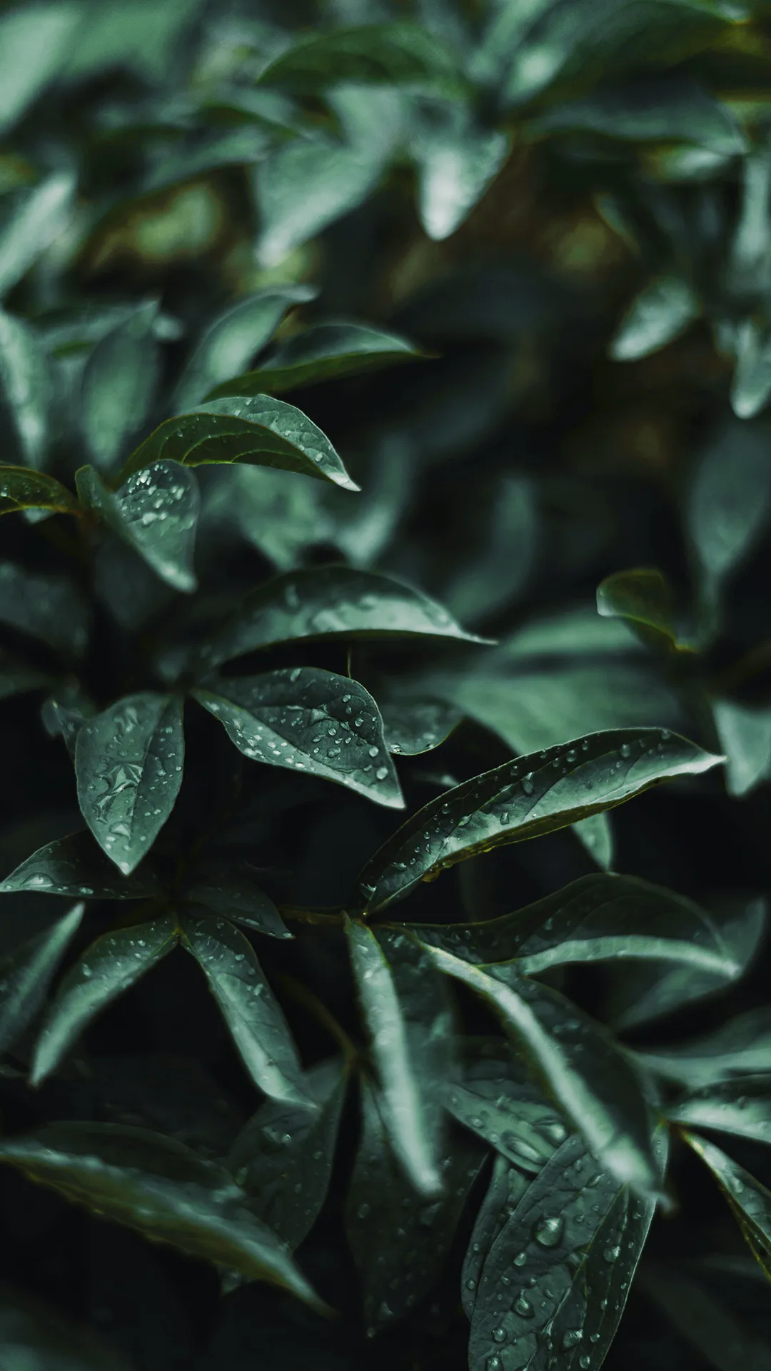 Blanche Riviera foglie