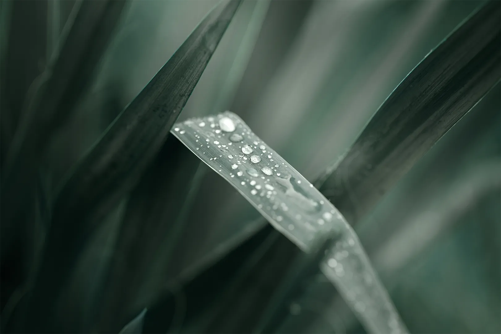 Blanche Riviera foglie