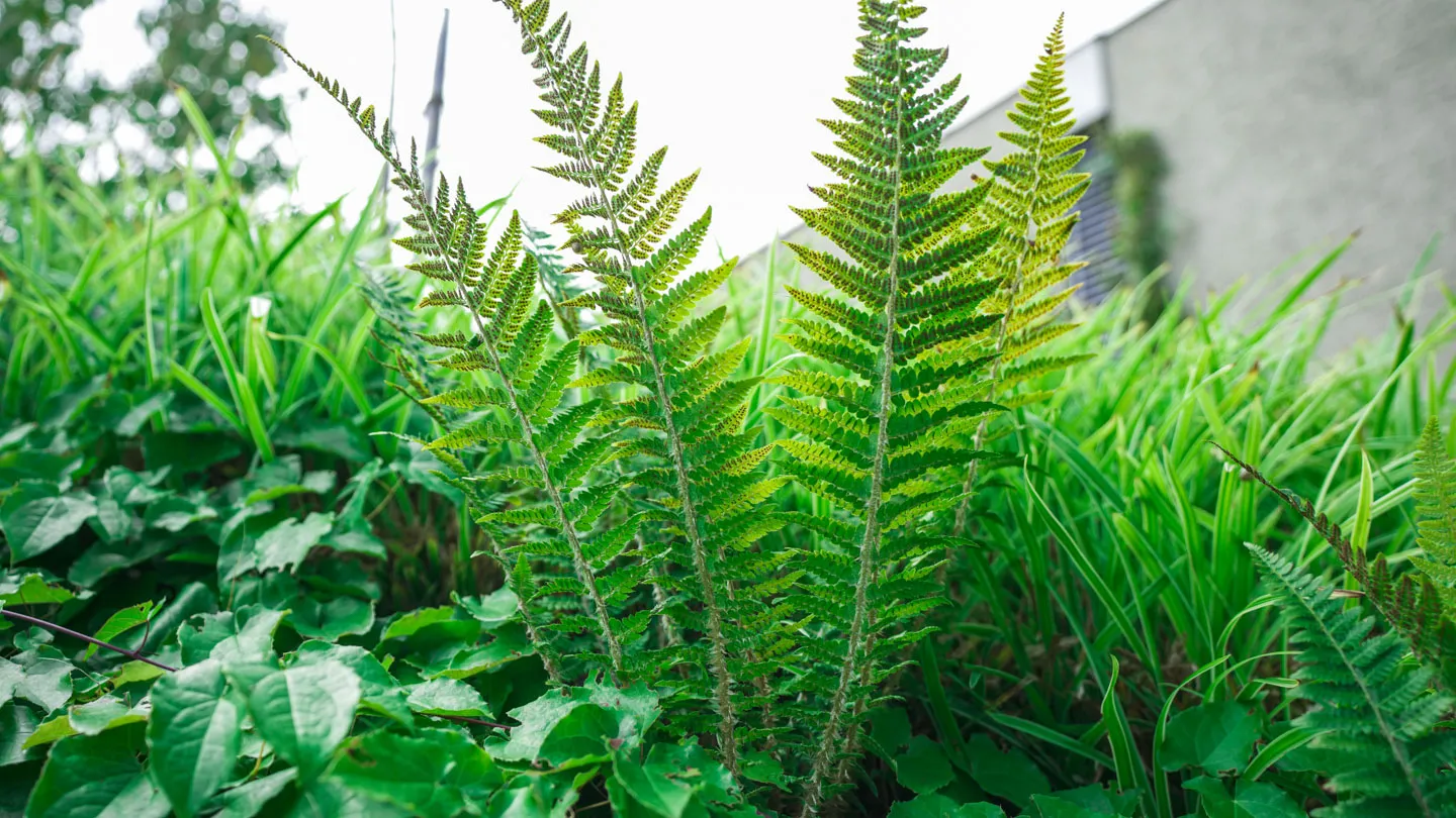 sträucherschnitt und gartenpflege