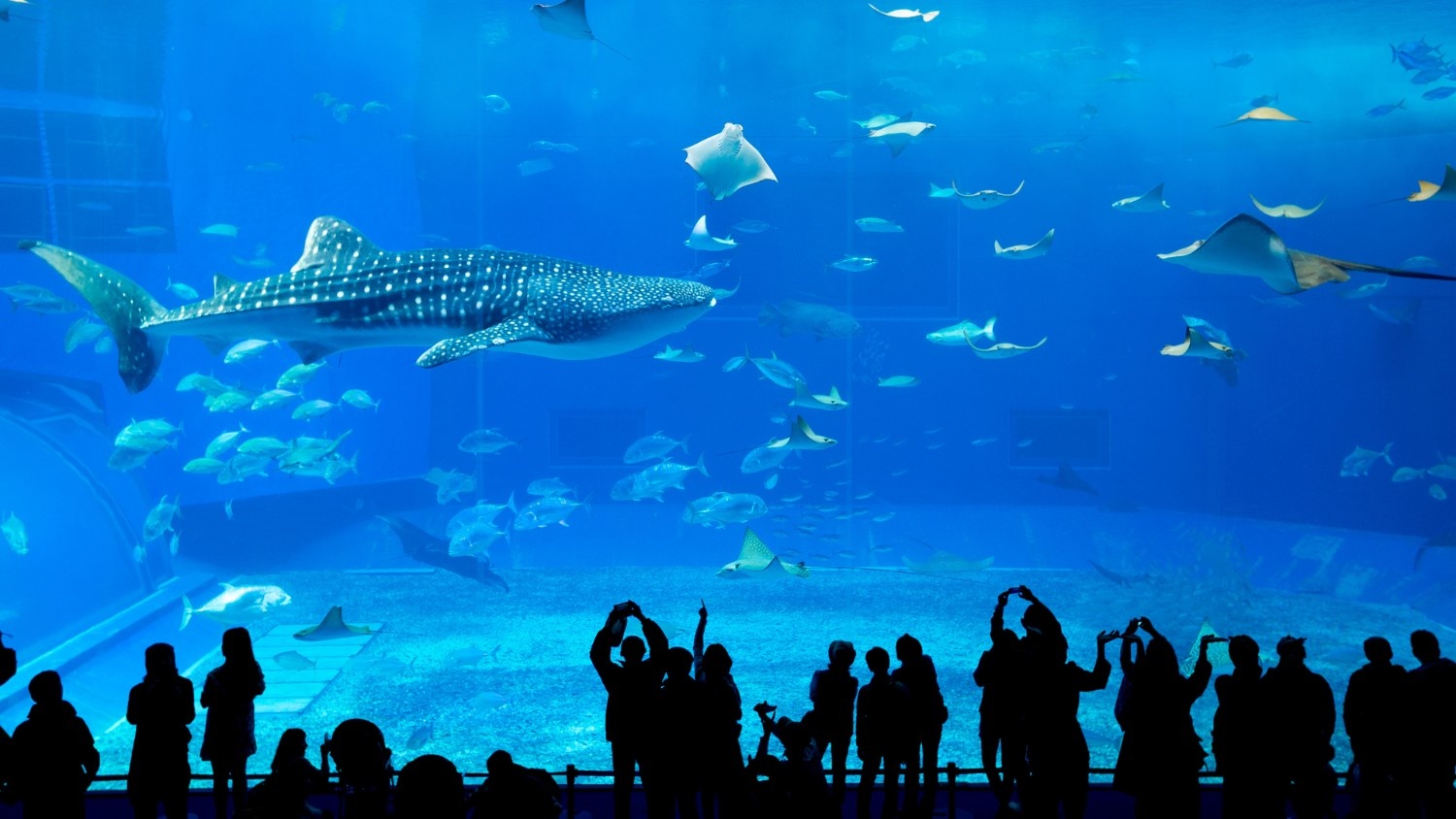 Dubai Aquarium & Underwater Zoo