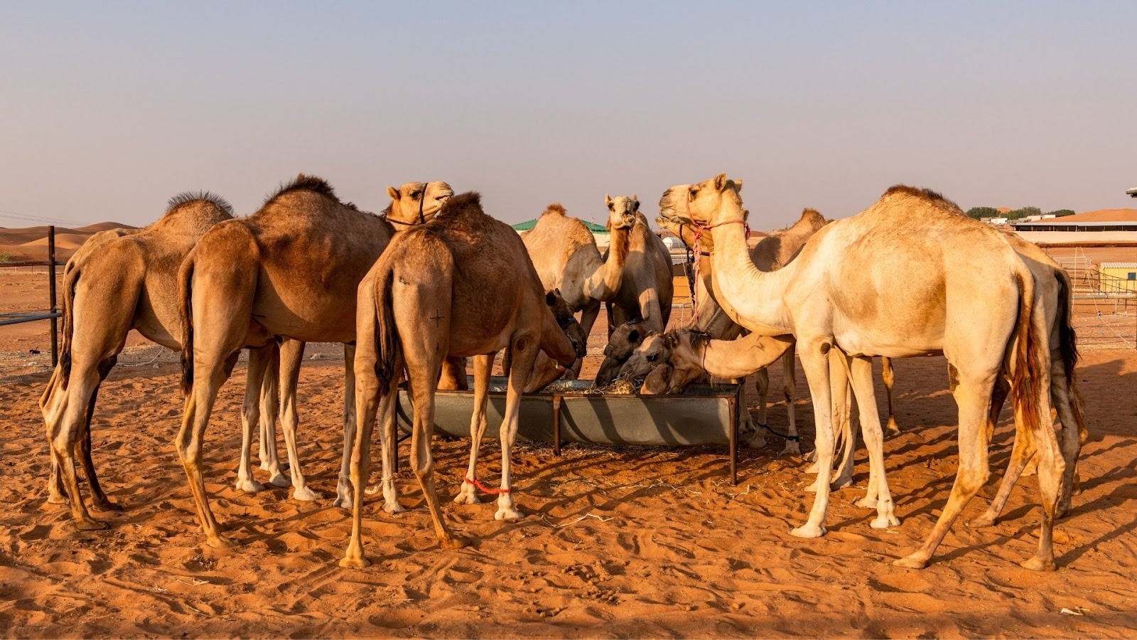 Expat Local Hideaway