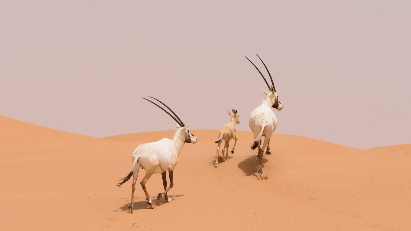 Dubai Desert Conservation Reserve