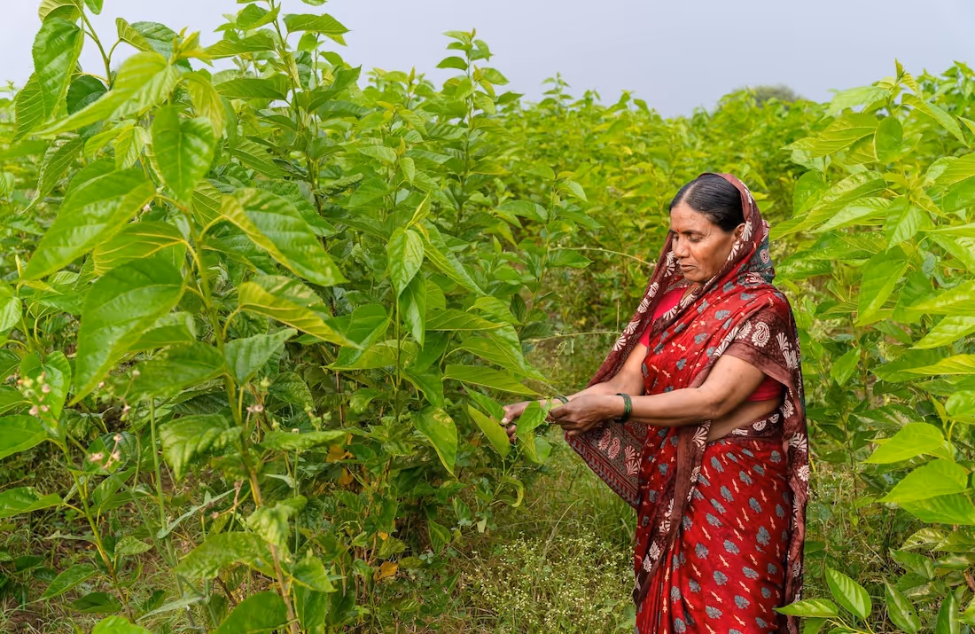 gap year india volunteering abroad western ghat lady picking tea leaves