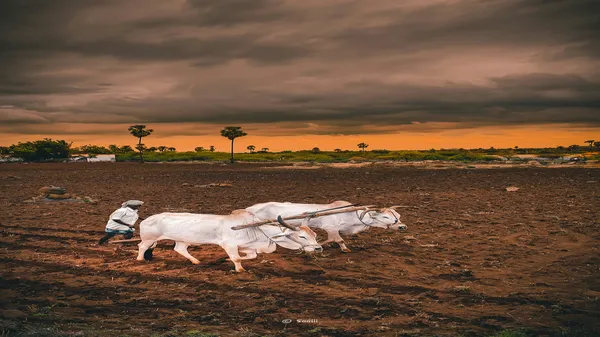 Understanding Kisan Vikas Patra (KVP) 2023: Types, Benefits, and All You Need to Know