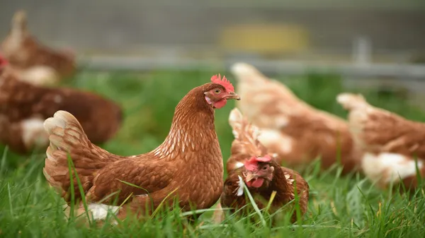 How to Launch a Successful Poultry Business in India: A Step-by-Step Guide