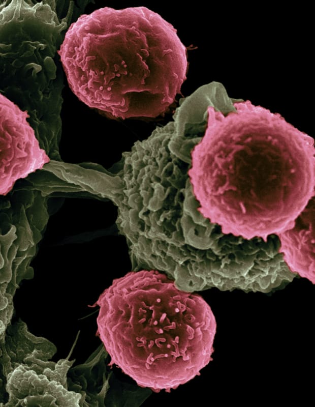 cells under microscope