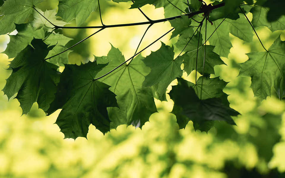 Detailaufnahme von Blättern – natürliche Begleitung für stille Momente