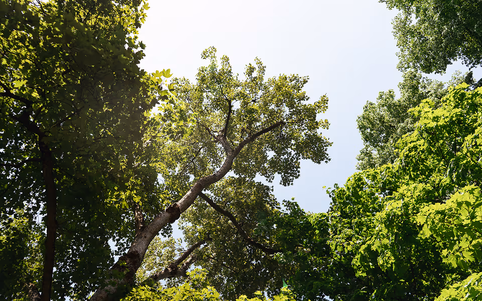 Grüne Baumkronen unter freiem Himmel – Naturmotiv für Ruhe und Abschied