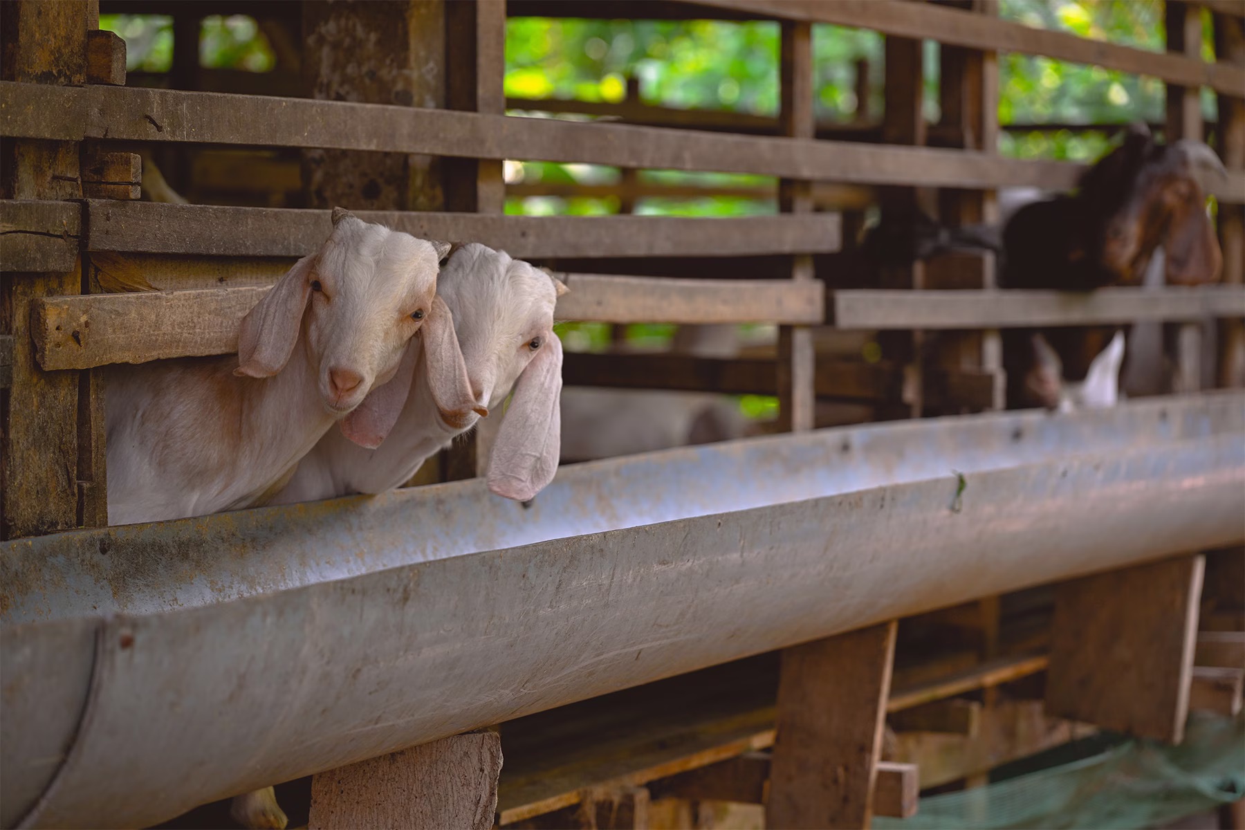 Baby goats in Vietnam
