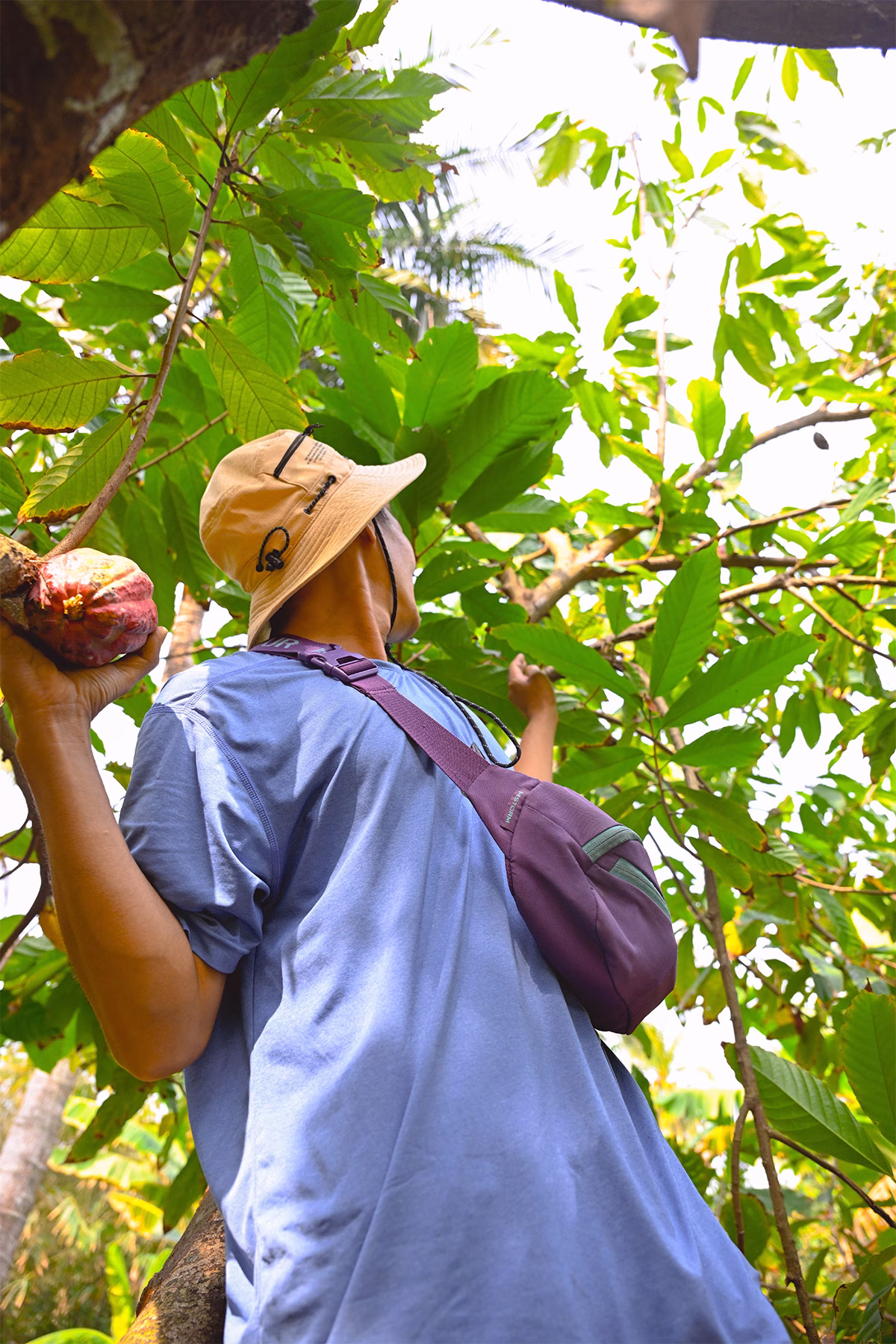 Collecting coconuts in Vietnam
