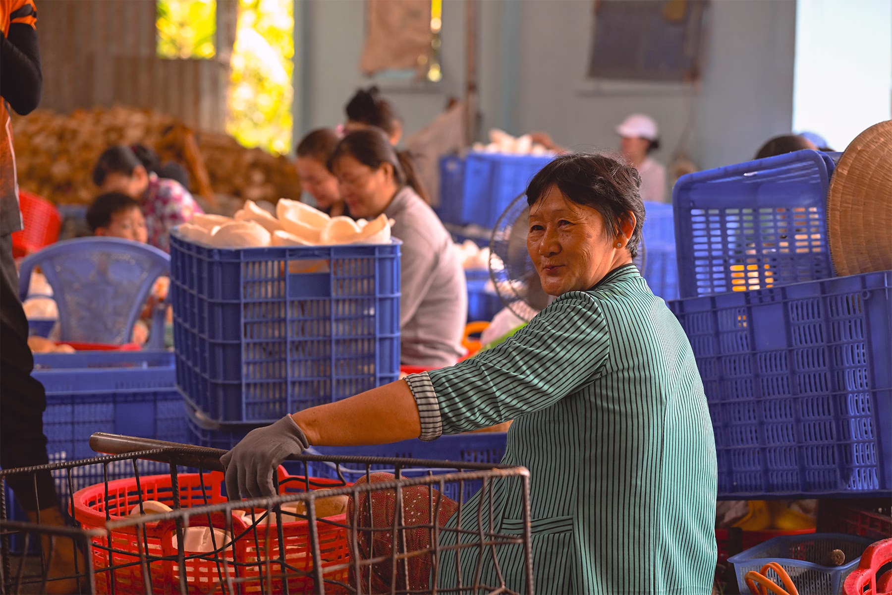 Woman working in coconut farm in Vietnam