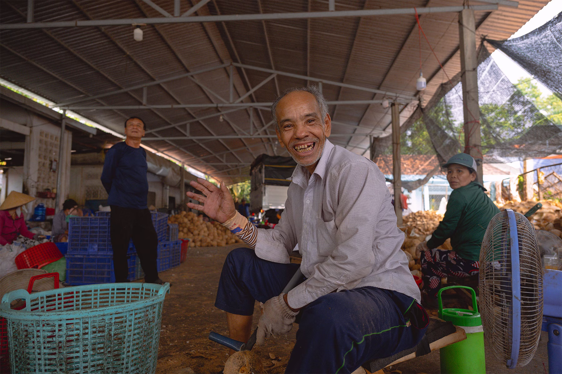 Old man coconut farm in Vietnam
