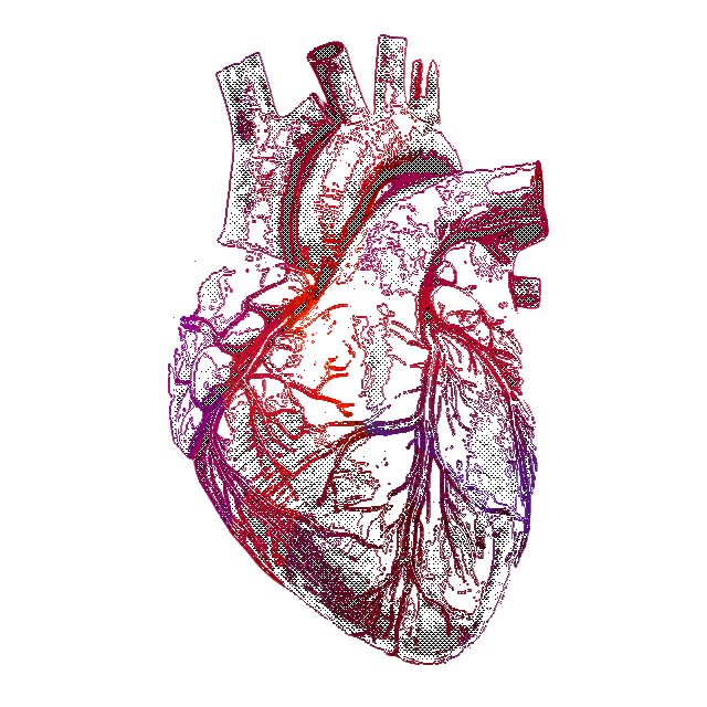 Circulatory Flow Image