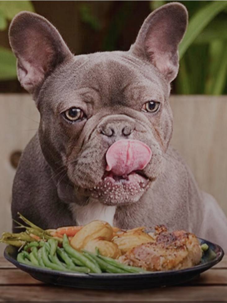 The Real Pet Food Company