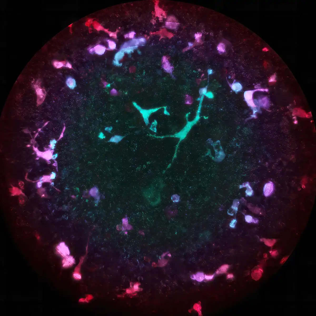 Custom Organoid Services Biology Image 01