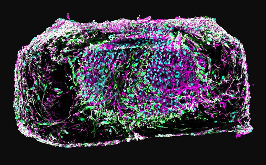 Human NerveSim Biology Image 01