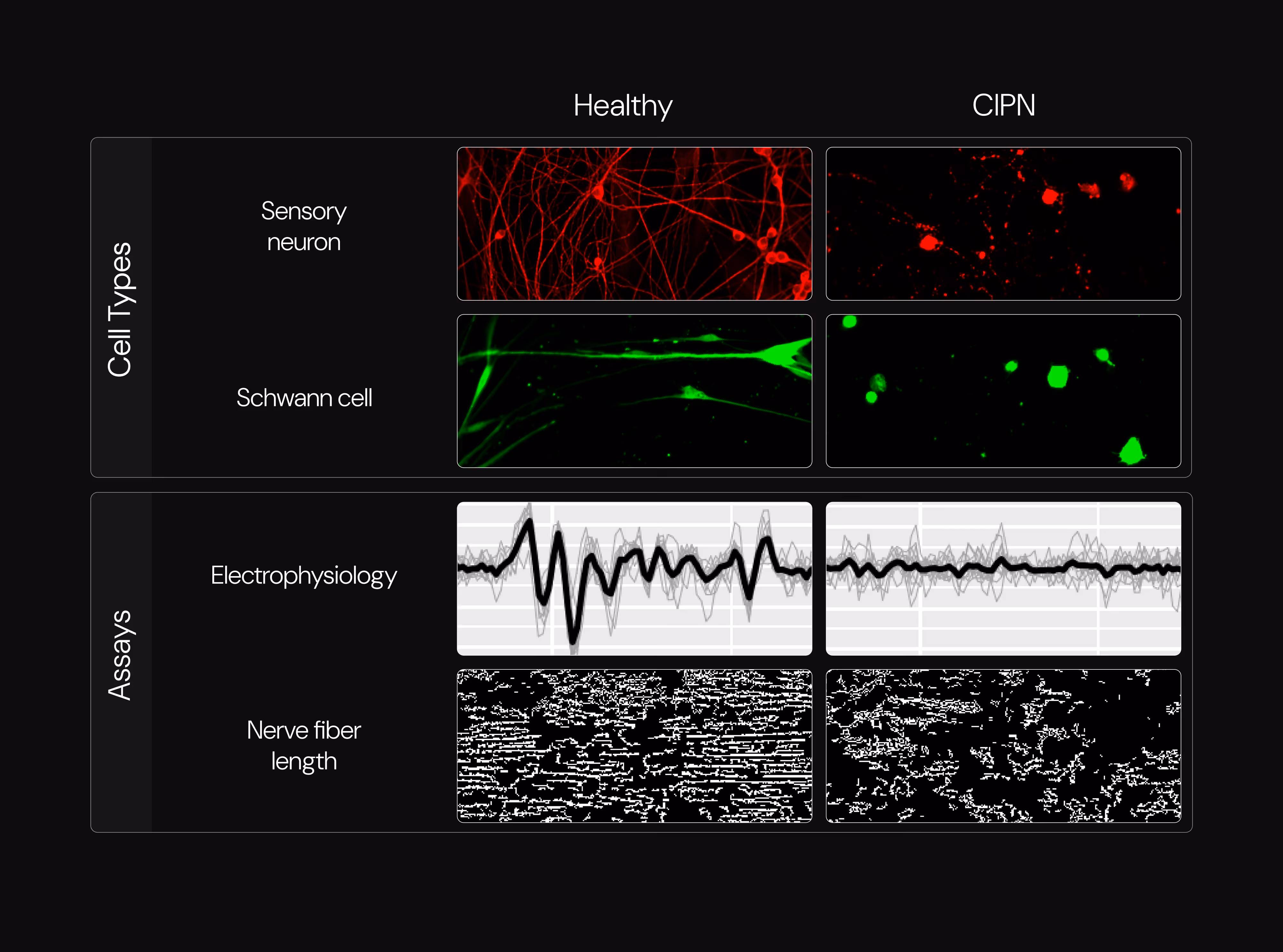 PNS-3D Technology - Chemotherapy-induced Peropheral Neuropathy Biology Image Set