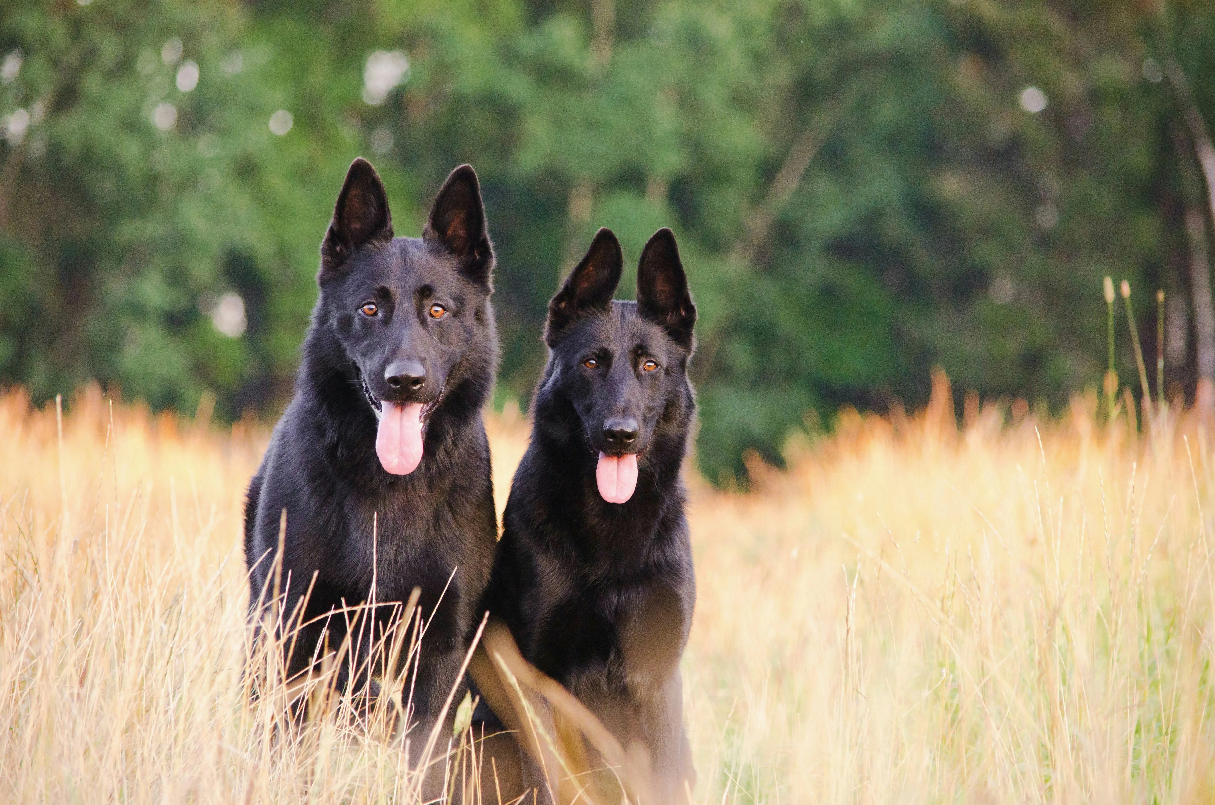 Two large, dark-haired dogs sitting in a grassy field looking at the camera