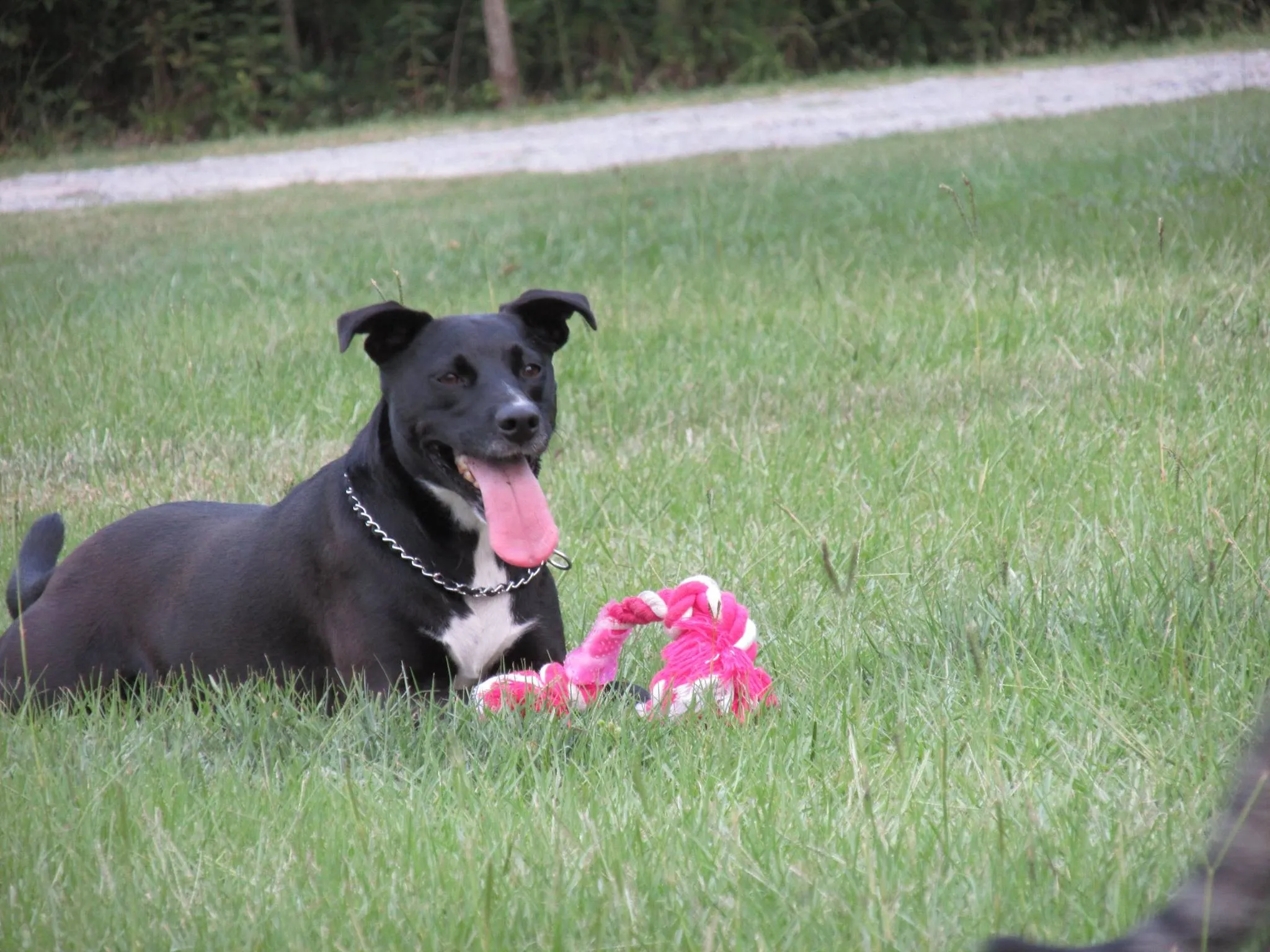 Lexi, one of the dogs belonging to Eastern Carolina Paw Co., is laying down in a grassy yard, smiling.