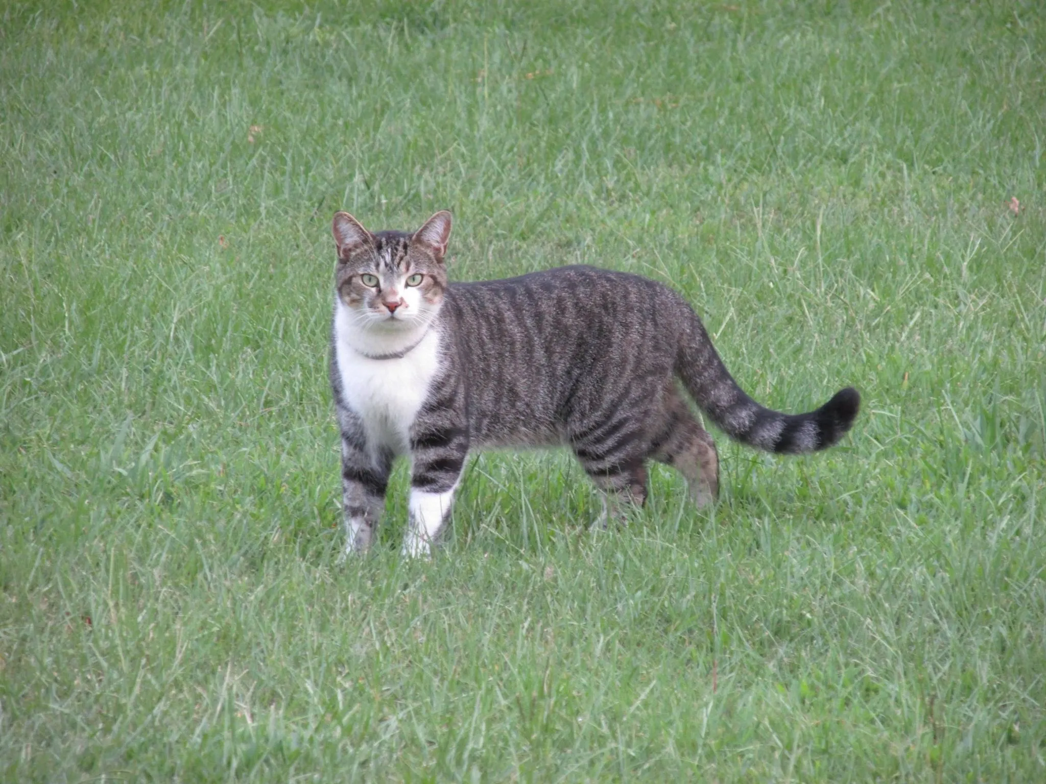 Skoot cat, the pet belonging to Eastern Carolina Paw Co. is standing up in a grassy field, looking towards the camera.