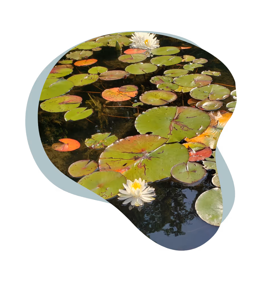 An asymmetrical, ellipsoid-shaped photo showcasing a serene lake surface densely covered in green lily pads and white lily flowers.