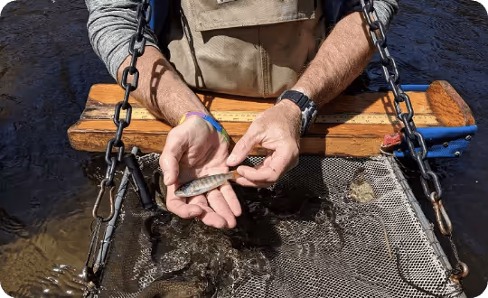 A person in outdoor clothing gently holds a small fish, likely a research sample, above a net partially submerged in clear water