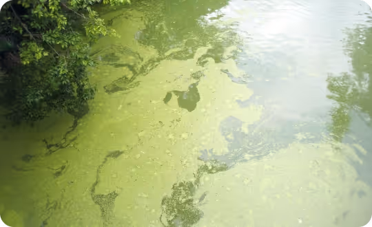 A water surface covered in a layer of green algae, with tree branches extending into the frame from the side.