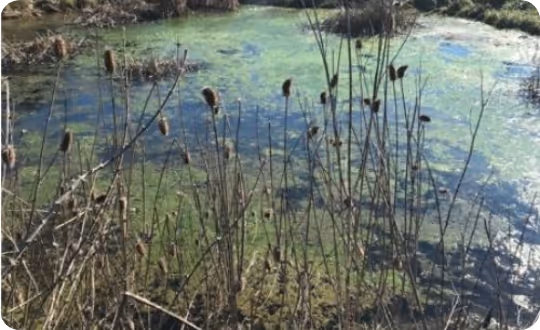 A lake with visible flora and green algae on the surface.