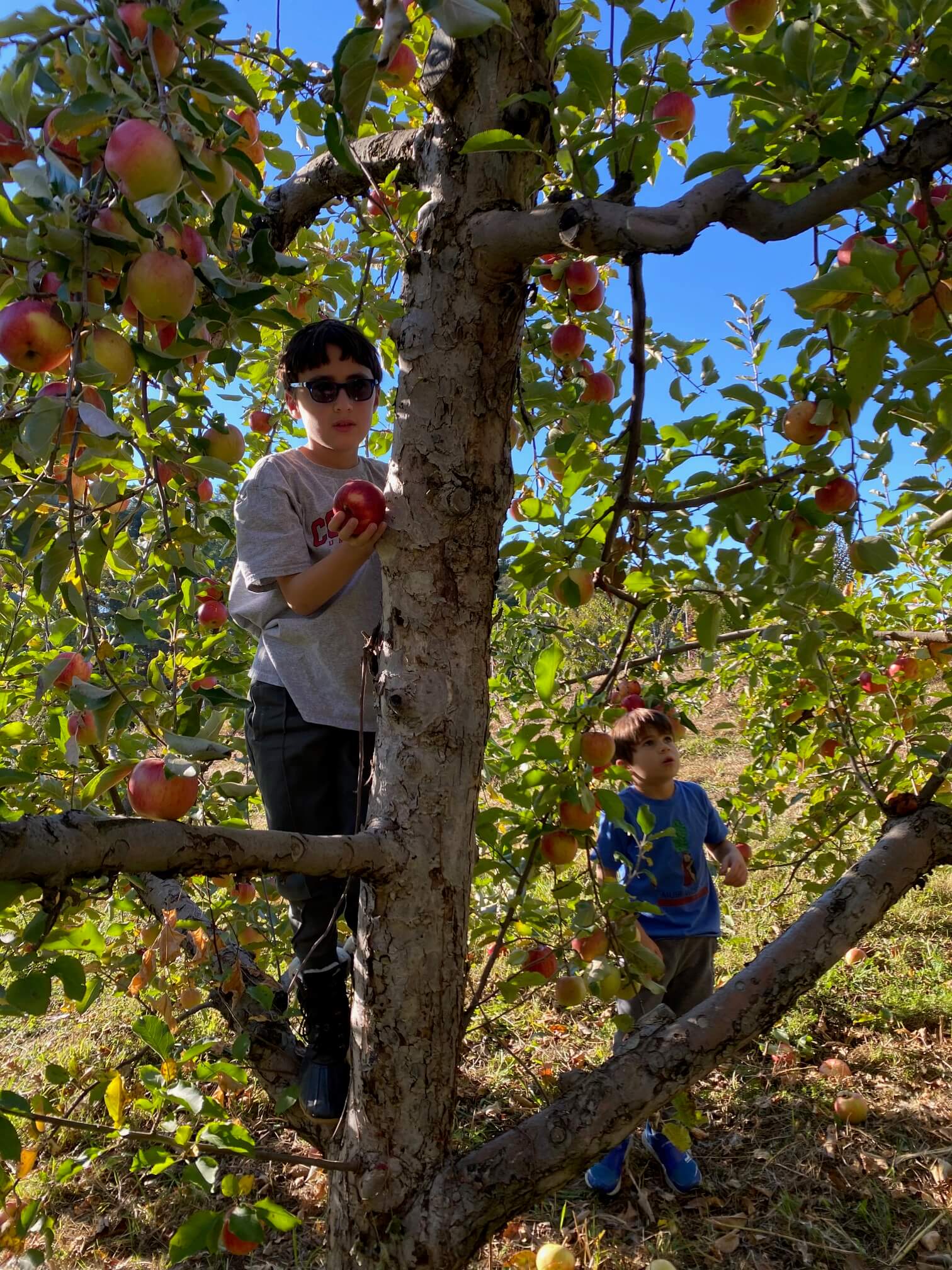 Drew's boys picking apples in the Hudson Valley.