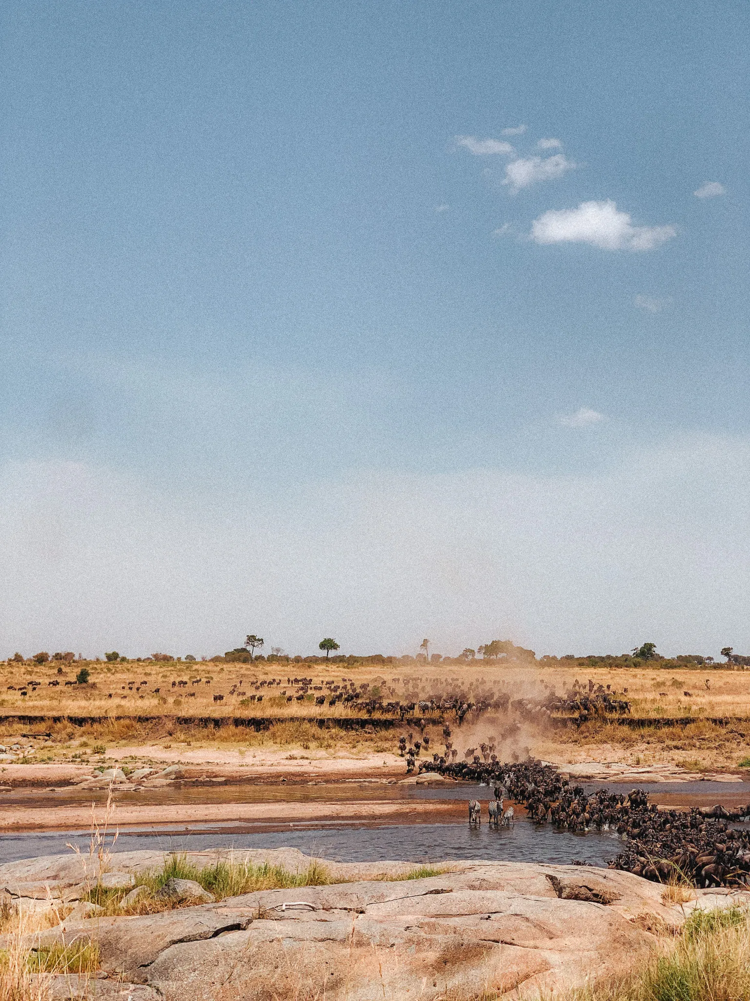 Image of zebra and wildebeest crossing the Mara river. A photo taken by the Ambulo temporary firearms permit team