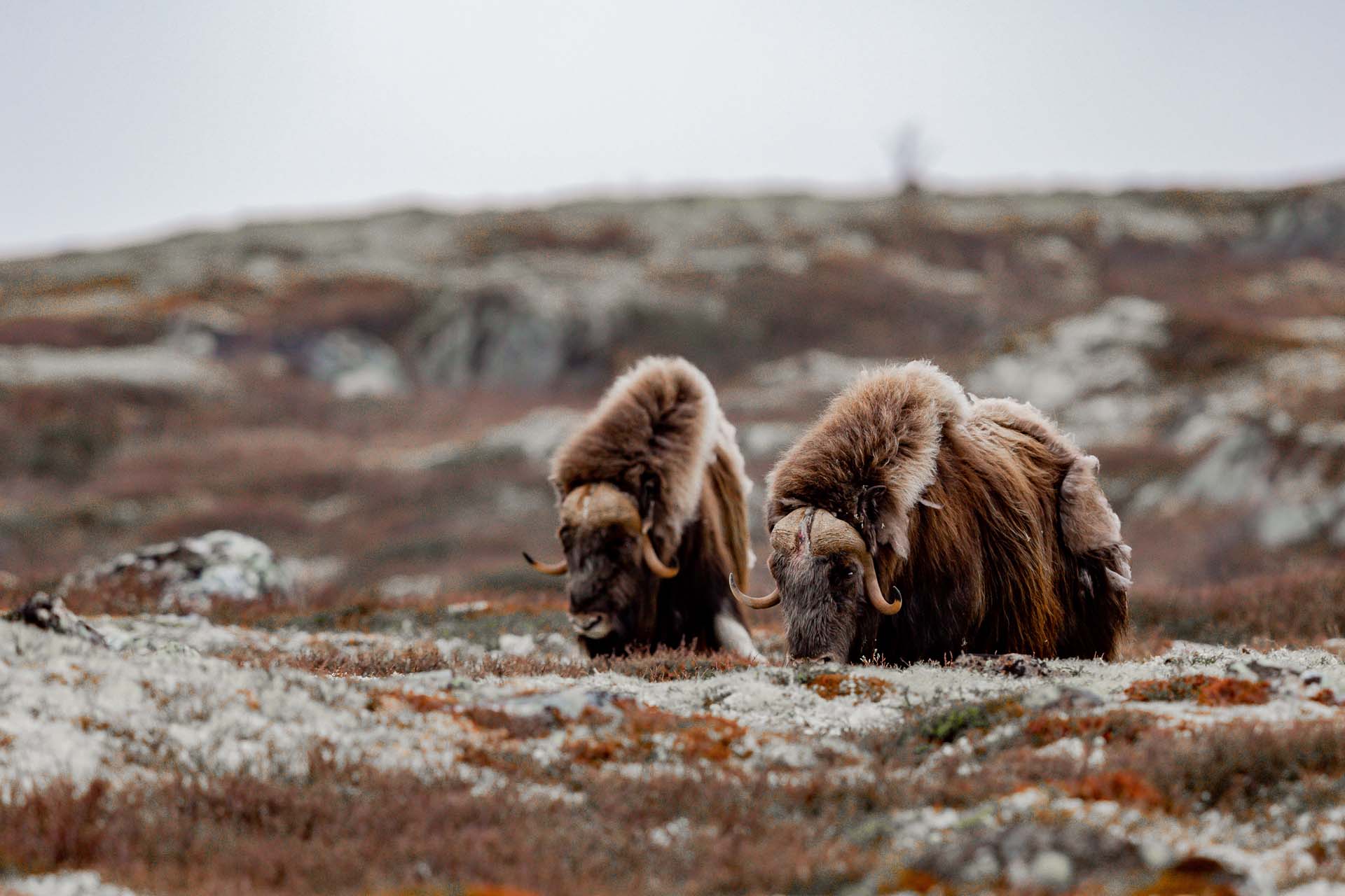 A day in Rondane – unforgettable nature experiences