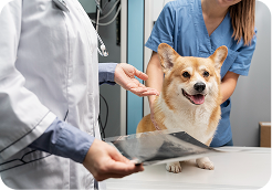 Veterinarian holding an X-ray film while a veterinary nurse comforts a smiling Corgi dog on an examination table.